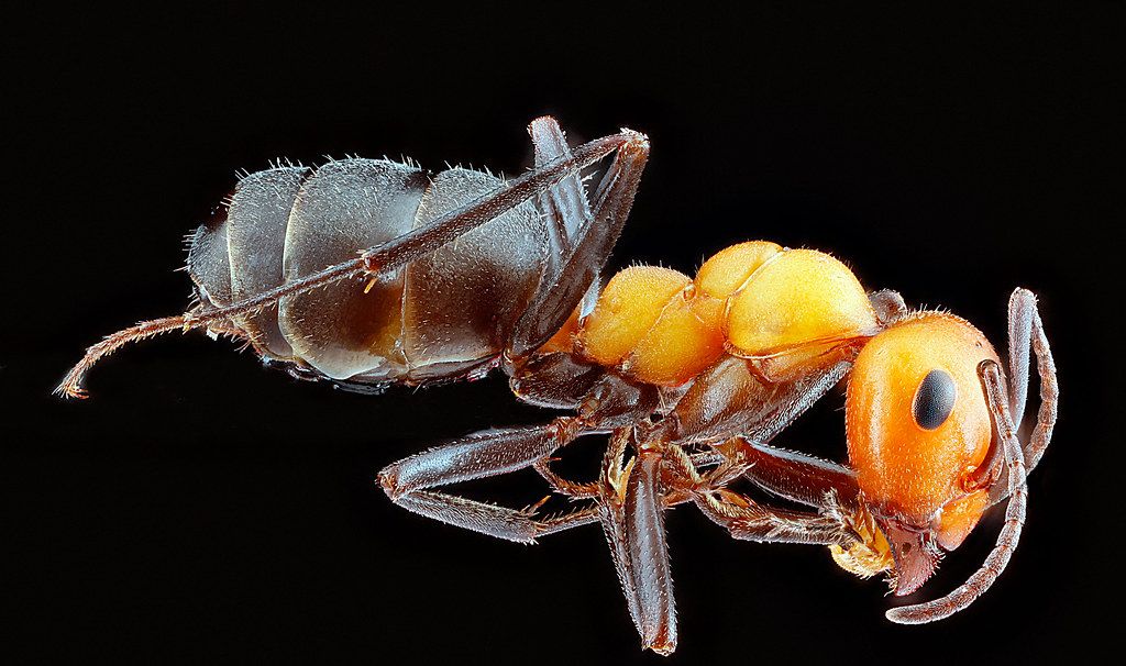 Ant Control service in Baton Rouge, LA