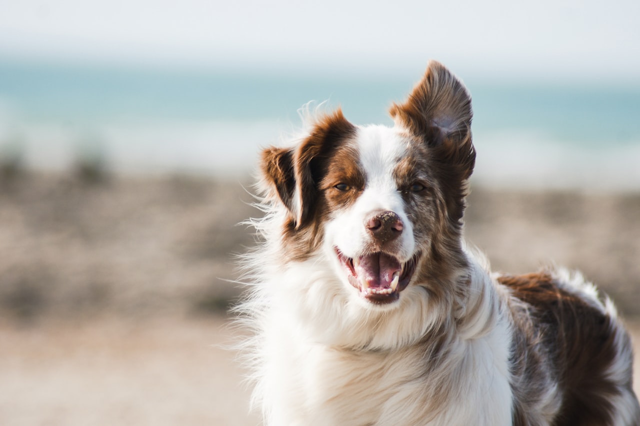 Flea & Tick Control service in Baton Rouge, LA