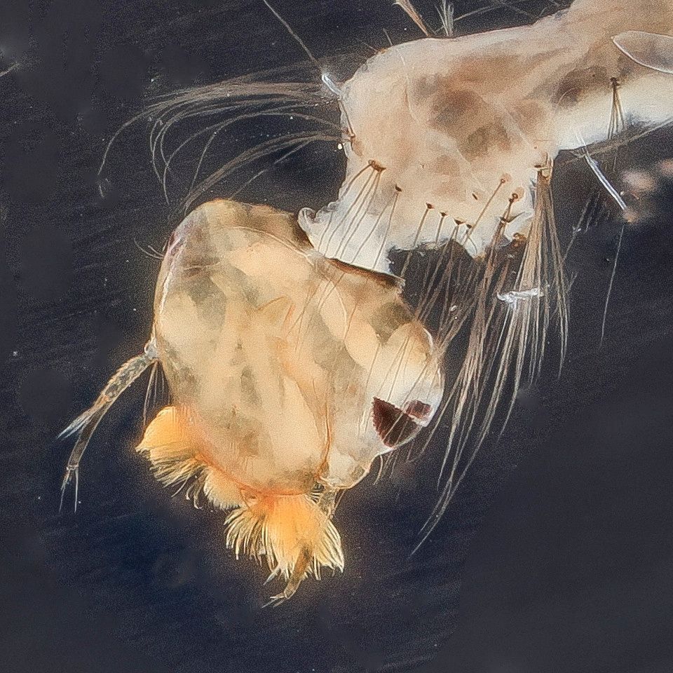Mosquito Control service in Baton Rouge, LA
