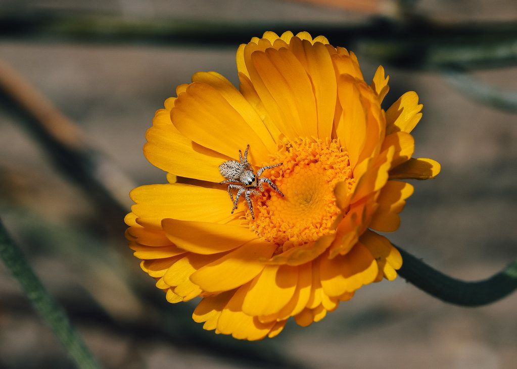 Spider Control service in Baton Rouge, LA